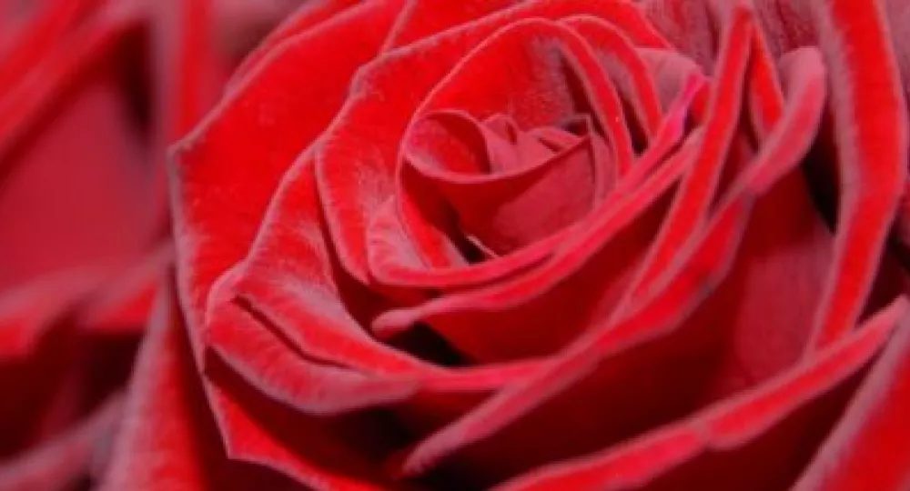 czerwone kwiaty róży