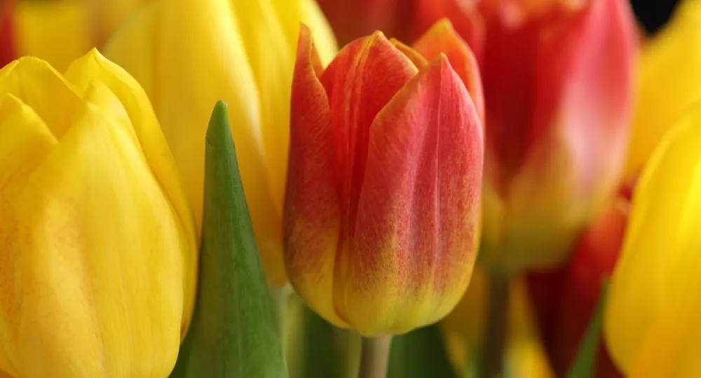 tulipany (pixabay.com)
